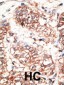 NRG3 Antibody (Center)